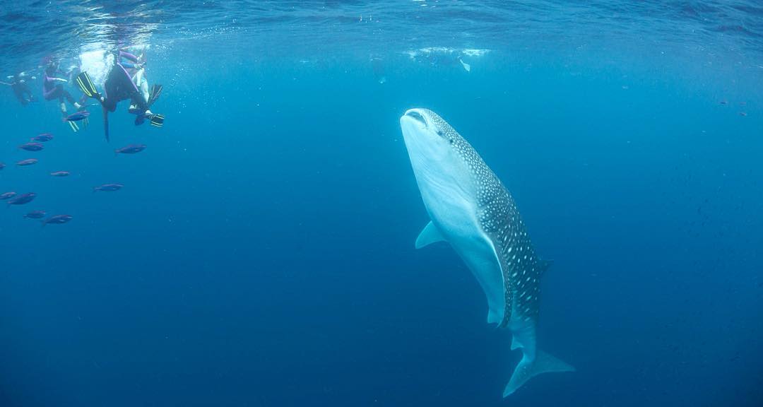 WestAustralia's tweet photo. "I love it when the whale sharks come straight up to say hi!" 👋🏼 Pic: sealife_differently/IG @thecoralcoast #justanotherdayinWA https://t.co/eBmnOyKcf7