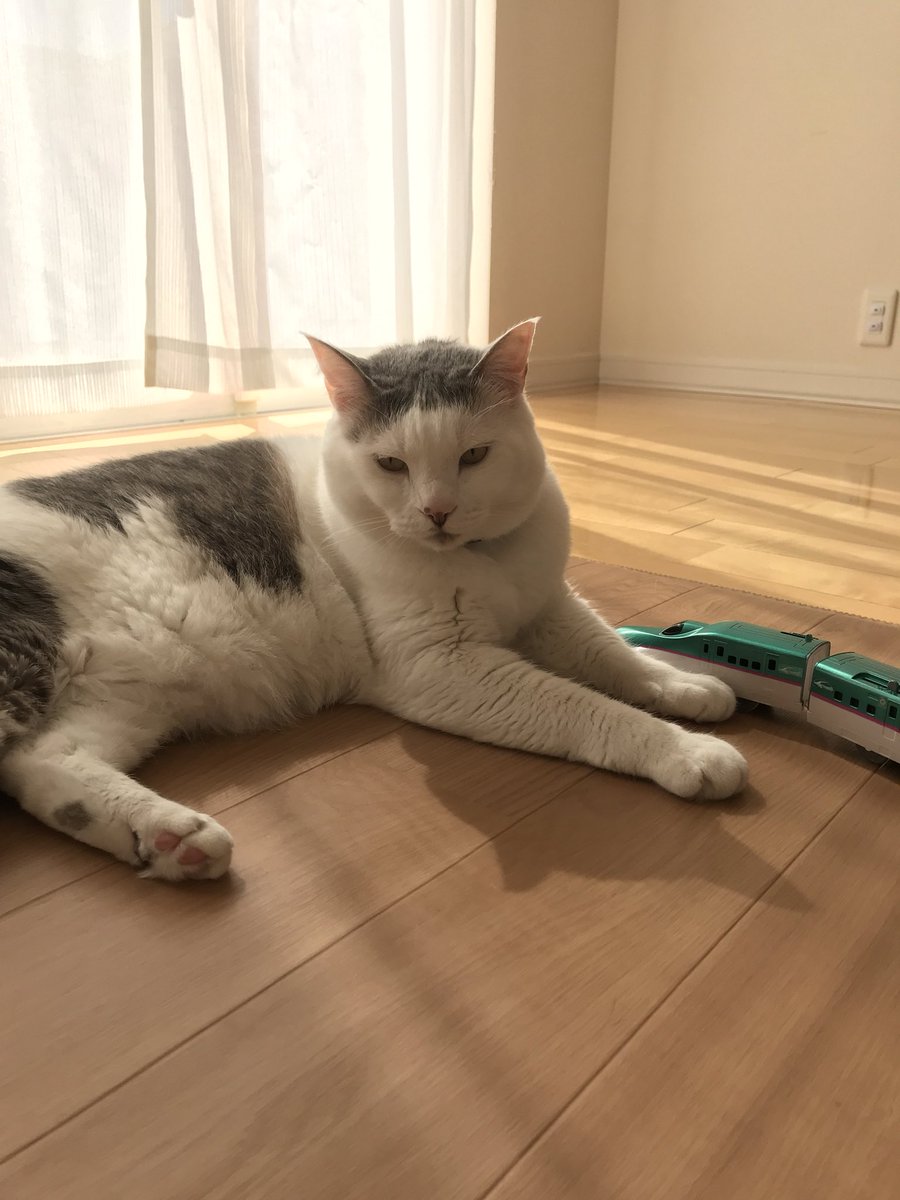 ゆるりまい Twitter પર ゆるり家 本日の猫 リビングにて くるり ブラッシングと爪切りが終わり 大変気持ちよく寝ていたのに 息子の 操縦するはやぶさに追突され起きてしまった猫と でもやっぱり眠くてすぐ横になる猫 ゆるりまい Twitter પર ゆるり家 本日の猫 リビングにて くるり ブラッシングと爪切りが終わり 大変気持ちよく寝ていたのに 息子の 操縦するはやぶさに追突され起きてしまった猫と でもやっぱり眠くてすぐ横になる猫