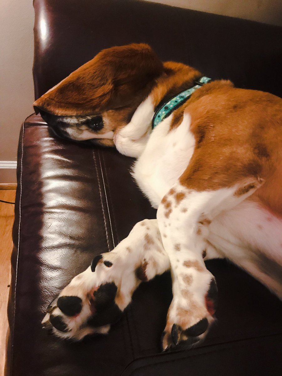 StarPhotogBrit's tweet photo. I guess if you have to have ears long enough to step on, at least let them double as a sleep mask. https://t.co/6fqCsBgllM