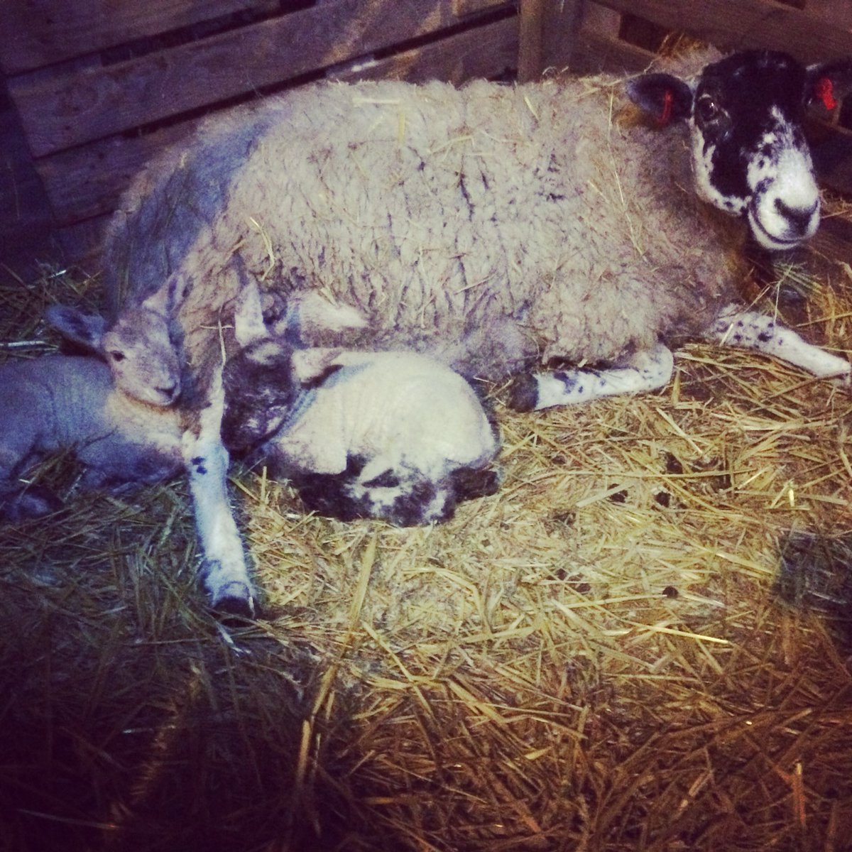 Looking pleased with herself!
#sheepfarmers #lambing18 #sheep365 #farmlife @lamlacvolac