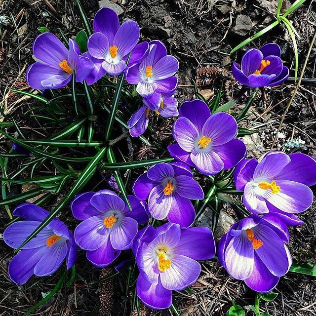 IronHorseVyds's tweet photo. Crocus flowers are in bloom in the vineyards. #SpringInSonoma  

Via @lgsterling https://t.co/8o6wCzLGdt