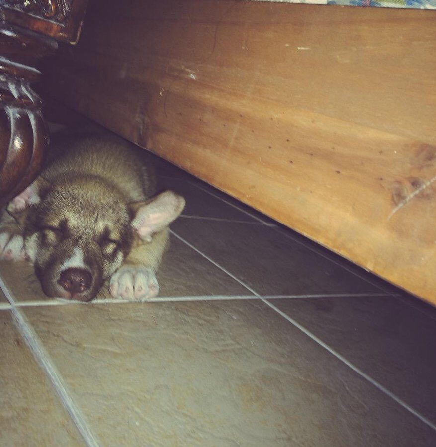 xthan1am's tweet photo. Mi bebé está en el cielo, buscando su pelotita♥️🐕 https://t.co/lYOfW7qrnu