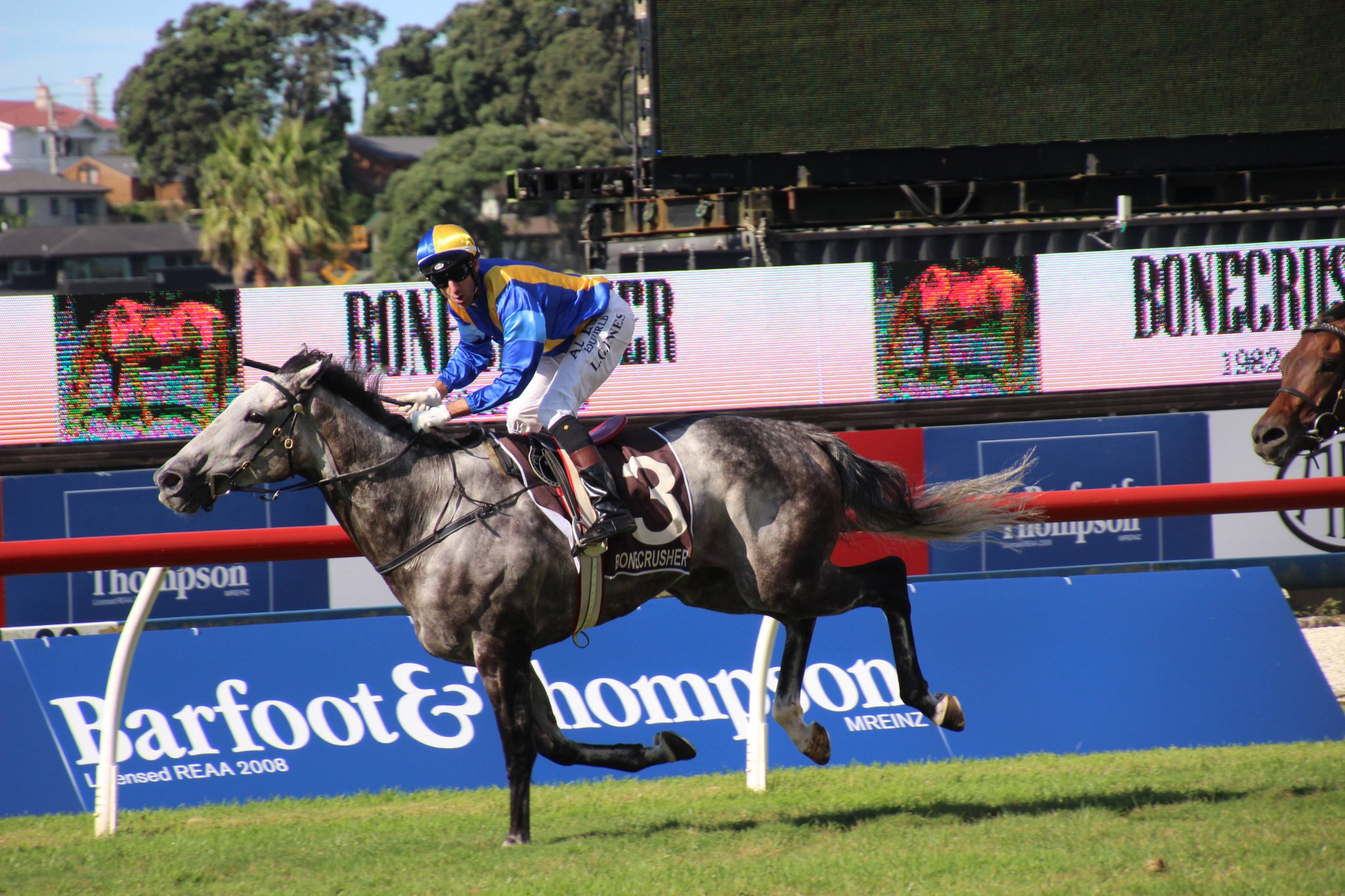 Ellerslie Races on Twitter "The big grey, SAINT EMILION leads them all