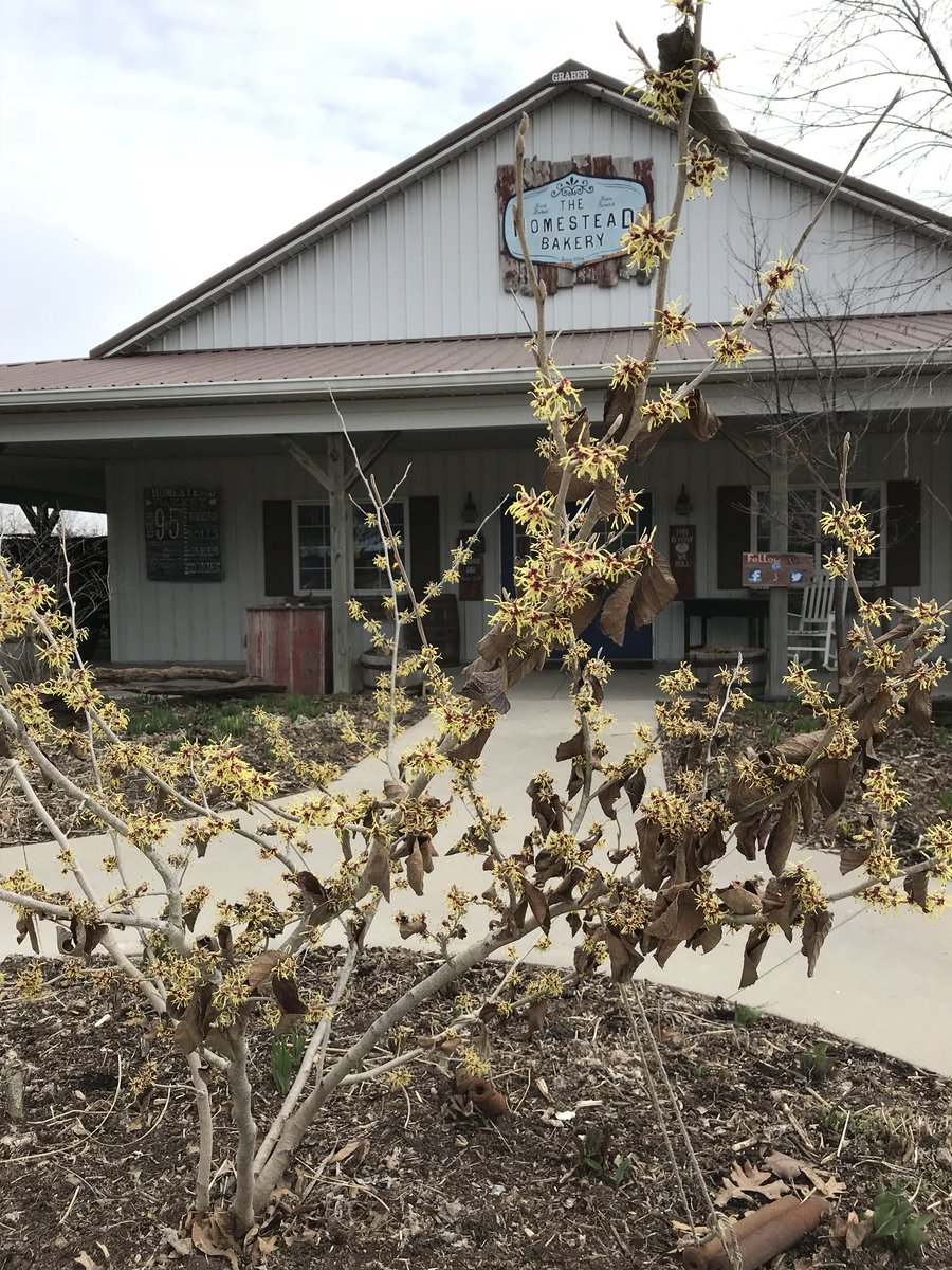 tgppmac's tweet photo. @TheBotanics I brought the love of #hamamelis back to @centralillinois and @ThePatch200 from @ThreaveGarden  Amazing to think plants can bring flowers and fragrance to people at the end of winter!  #oldschoolgardening #tgpp #arthuril #bakedgoodness #threavegardentraining #nationaltrust https://t.co/cEDsRxLjB7