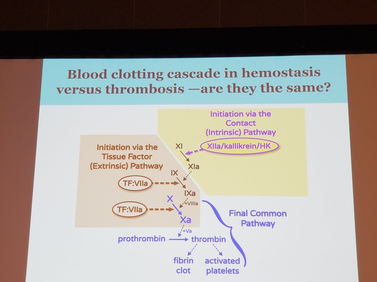 Learning new things in Coagulation from Jim Morrissey's talk at THSNA 2018