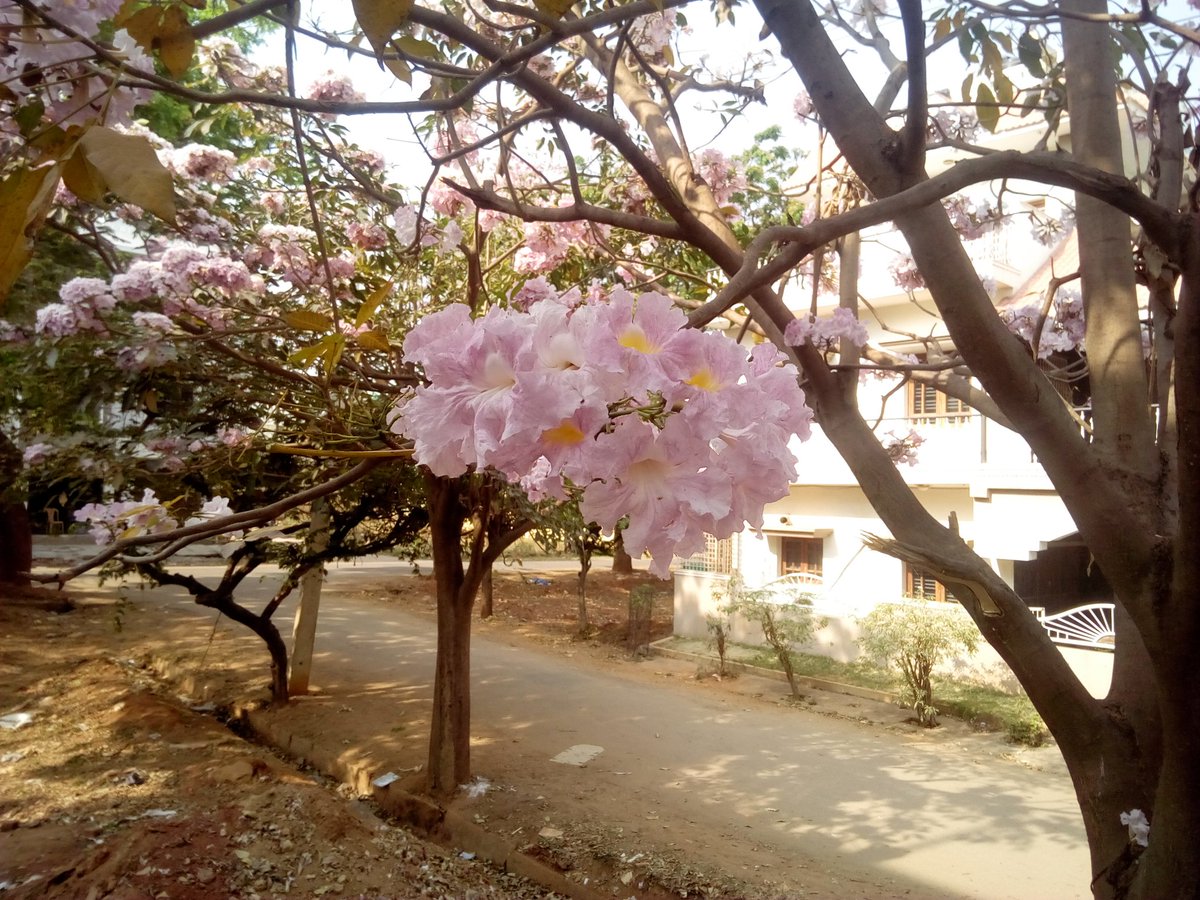 HalaAshish's tweet image. वसन्त ऋतुको सुरुवातसँग आफ्नो मोहिनि रुप देखाउदै छन यी फुलहरु, बाटोका बटुहरुलाई जादु छरिएका छन त्यो बास्नाको, त्यो सुन्दरताको अनि त्यो कोमलताको। #SeasonOfHapainess #StartOfSpring 😍