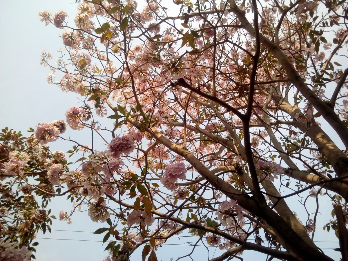 HalaAshish's tweet image. वसन्त ऋतुको सुरुवातसँग आफ्नो मोहिनि रुप देखाउदै छन यी फुलहरु, बाटोका बटुहरुलाई जादु छरिएका छन त्यो बास्नाको, त्यो सुन्दरताको अनि त्यो कोमलताको। #SeasonOfHapainess #StartOfSpring 😍