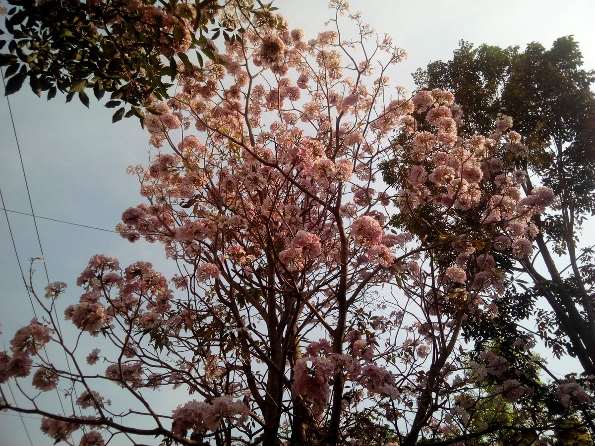 HalaAshish's tweet image. वसन्त ऋतुको सुरुवातसँग आफ्नो मोहिनि रुप देखाउदै छन यी फुलहरु, बाटोका बटुहरुलाई जादु छरिएका छन त्यो बास्नाको, त्यो सुन्दरताको अनि त्यो कोमलताको। #SeasonOfHapainess #StartOfSpring 😍