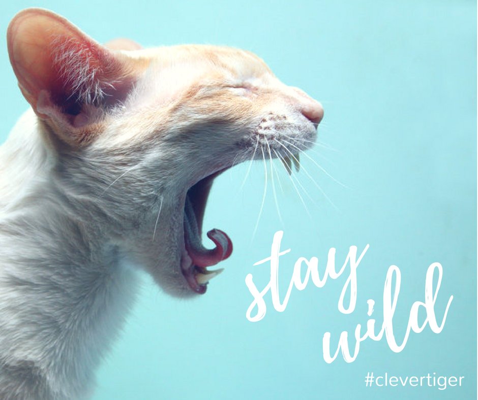 HiCleverTiger's tweet photo. Happy Caturday everyone!
#clevertiger #coolcat #smallbusiness #entrepreneurship #woodstockga #businessadvice #findyourpassion #caturday https://t.co/YQKRz307Ej