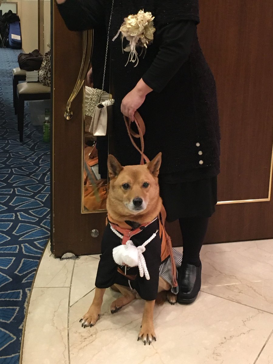 惜しまれて 引退した有名人たち No Twitter 聴導犬レオン君の引退セレモニー 108回の講演会で聴導犬 の存在と聴覚障害者について知ってもらう これからは 後継聴導犬アーミちゃんのお目付役として ステキな犬生を送ってね 聴導犬 補助犬 かっこいい 惜しまれて 引退した有名人たち No Twitter 聴導犬レオン君の引退セレモニー 108回の講演会で聴導犬 の存在と聴覚障害者について知ってもらう これからは 後継聴導犬アーミちゃんのお目付役として ステキな犬生を送ってね 聴導犬 補助犬 かっこいい