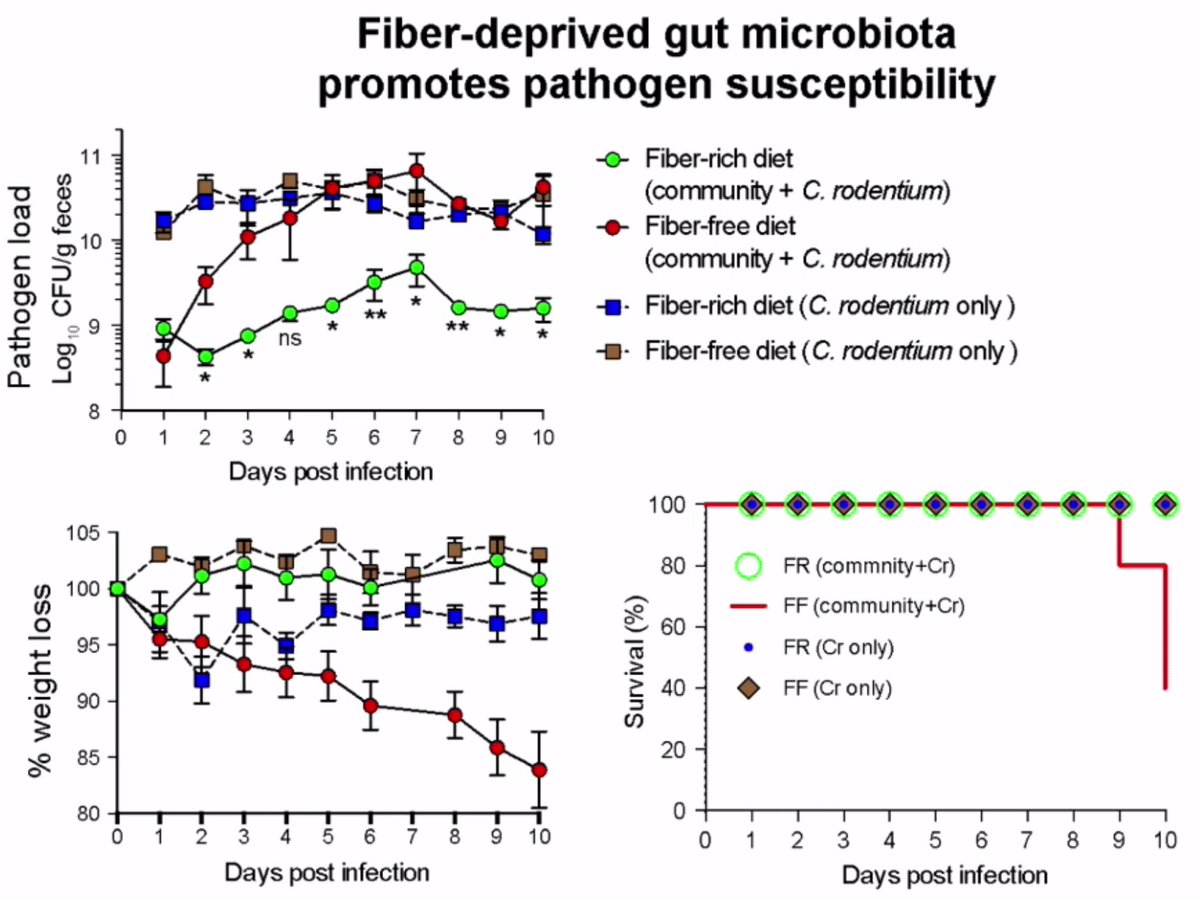 mikrobiom's tweet photo. Desai: Gut bacteria are well equipped to use mucus as energy source. This effects susceptibility to C. rodentium infection  #GMfH2018 https://t.co/cq2IDyjWy6