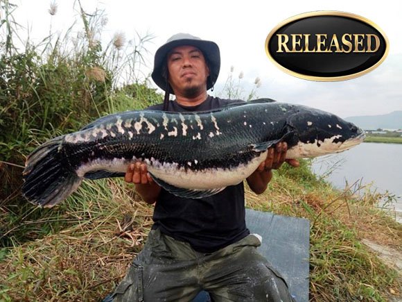 TotalFishing's tweet image. Huge Malaysian snakehead could set new All Tackle record #fishing #igfa
total-fishing.com/huge-malaysian…