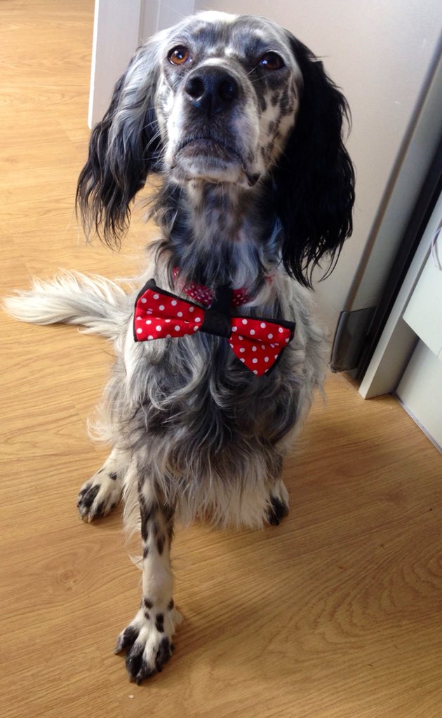 Totally up for the idea of Para-Crufts. Three-legged Riba the English Setter would be happy to put her best foot forward for it #TheLastLeg #Crufts2018