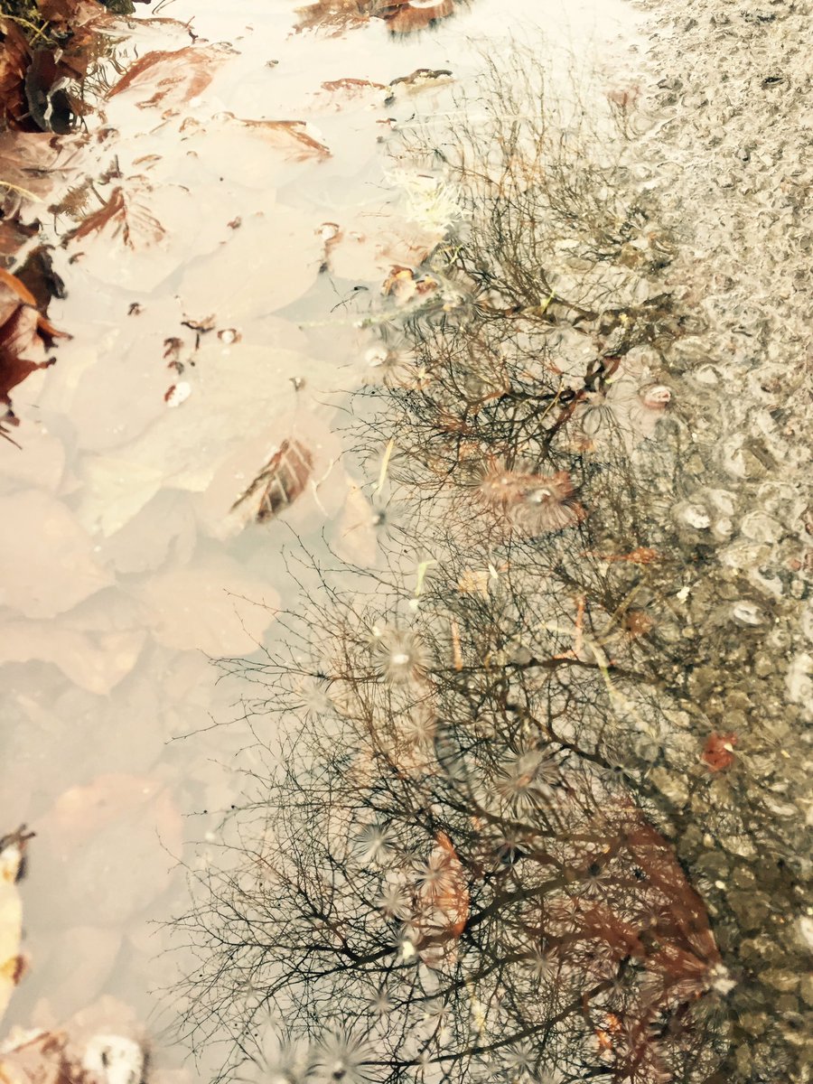 ClonalisHouse's tweet photo. Muddy puddle kind of day.Time for wellies,coats&amp;out you go!#motheringsunday celebrations #clonalis #suckvalleyway https://t.co/6Jkp3dsMZp