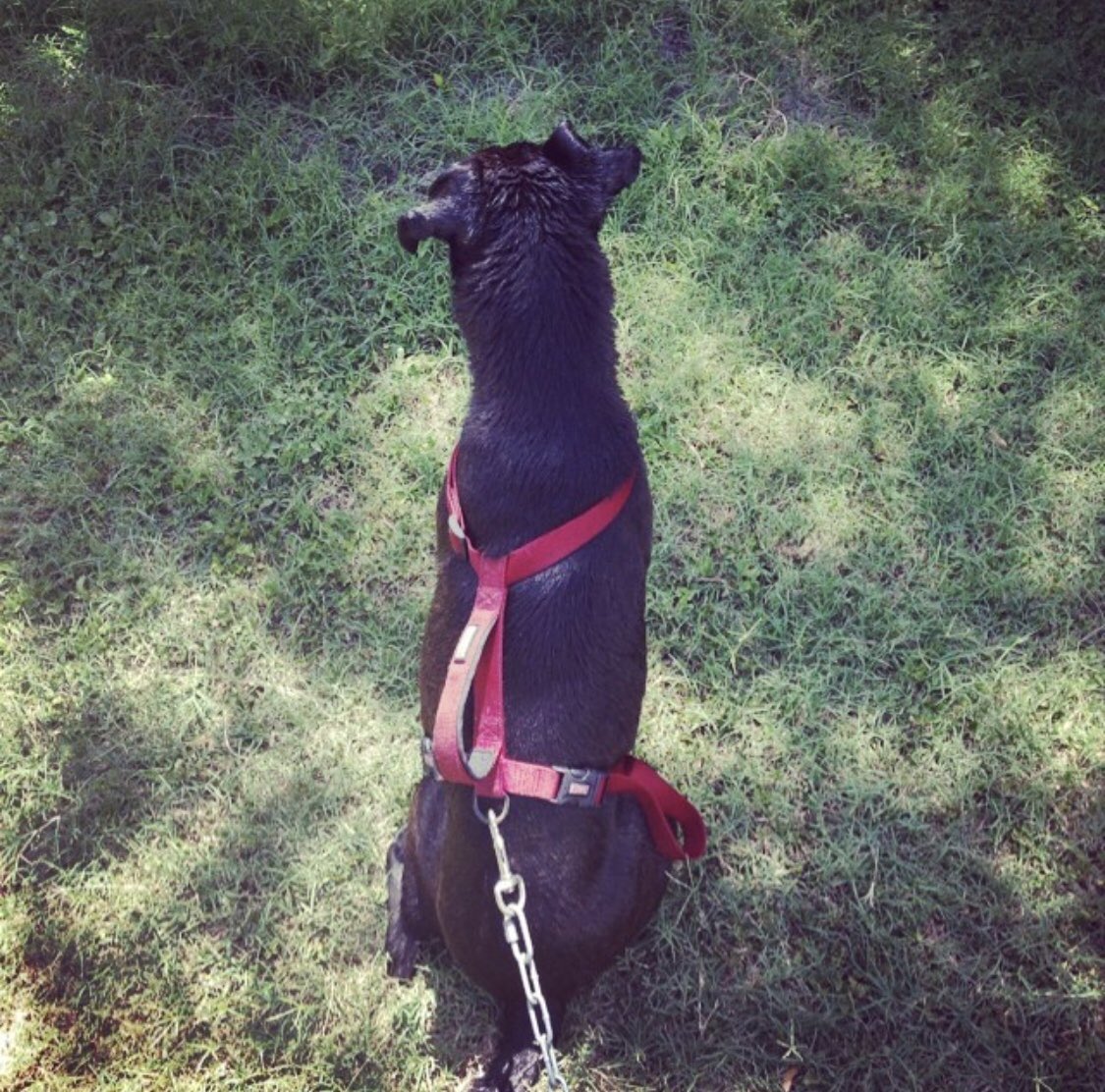 starrunner08's tweet photo. I’ll always love and miss you. You’ve both taught me lessons about being a better dog human and your reminders will hang on my wall till the day I die. Wherever I go, your memory and tokens will be with me. https://t.co/oSz0e9GxRT