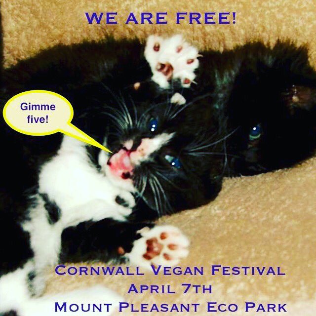 vegcornwall's tweet photo. Sound concert and ferment talk start early at 11.15! Make sure you are ther! Yoga session too so bring a blanket or mat💖play an instrument ? Come and hang out at our social area #cornwallveganfestival #veganspring https://t.co/oLC7qfwJpe