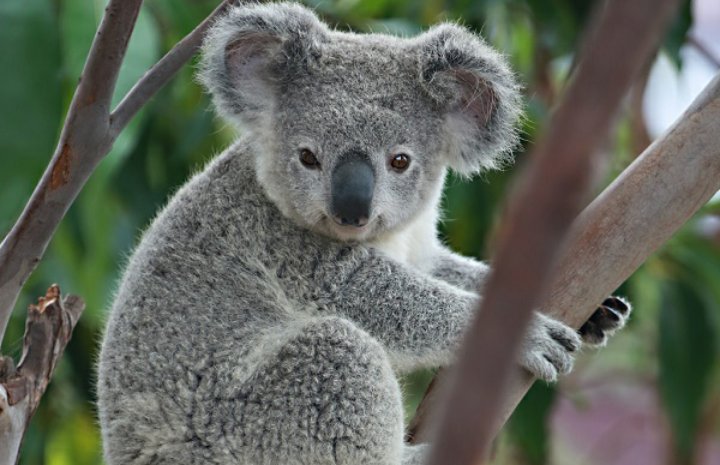 คูมหมีโคอาล่า🐨/พึ่งตื่น tweet media
