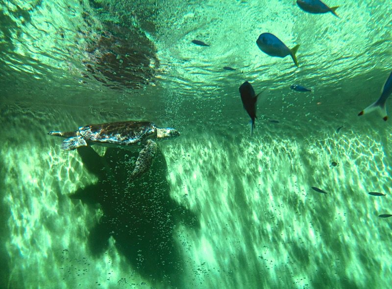 【Iwa】'Kamekichi' (Sea Turtle) and his shadow seems to be chasing each other! 🐢🐢💨  #GreenSeaTurtle  #Turtle  #Turtles  #aquarium  #TobaAquarium  #鳥羽水族館  #수족관  #水族館  #水族馆  #IseShima  #伊勢志摩  #Toba  #鳥羽