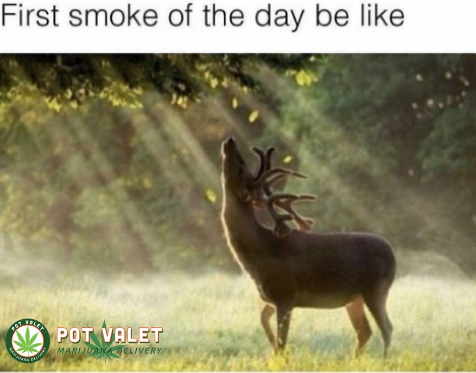PotValet's tweet photo. First smoke of the day be like..
.
.
.
#firstsmoke #stoner #SantaMonica #CulverCity #BeverlyHills #Greenday #cannabis #marijuana #medicalmarijuana #marijuanafacts #weed #hemp https://t.co/43p3v64zhC