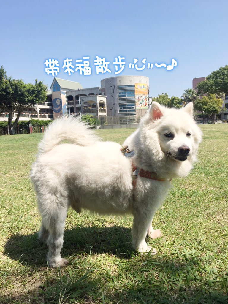 nomichung's tweet photo. 真的非常慵懶又懶惰..到底是跟誰學的...
#Pomeranian #Pom #Instapet #포메라니안 #크림포메라니안 #포메 #반려견 #mymatsprep #petportrait #paintingaday #dogpainting #狐狸犬 #狐狸狗 #我是狐狸犬來福 #薩摩耶 #寵萌 #寵物 #汪星人 #狗狗 #療癒 #毛小孩 #japanesespitz #狗 #寵物 #dog https://t.co/Dp75eVtNL6