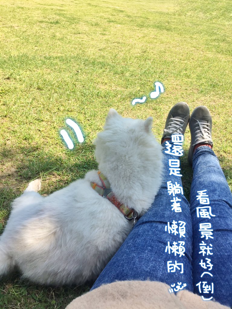 nomichung's tweet photo. 真的非常慵懶又懶惰..到底是跟誰學的...
#Pomeranian #Pom #Instapet #포메라니안 #크림포메라니안 #포메 #반려견 #mymatsprep #petportrait #paintingaday #dogpainting #狐狸犬 #狐狸狗 #我是狐狸犬來福 #薩摩耶 #寵萌 #寵物 #汪星人 #狗狗 #療癒 #毛小孩 #japanesespitz #狗 #寵物 #dog https://t.co/Dp75eVtNL6