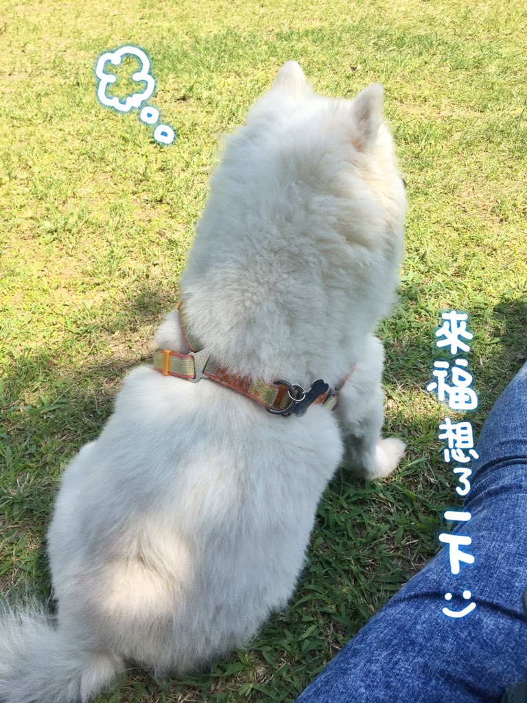 nomichung's tweet photo. 真的非常慵懶又懶惰..到底是跟誰學的...
#Pomeranian #Pom #Instapet #포메라니안 #크림포메라니안 #포메 #반려견 #mymatsprep #petportrait #paintingaday #dogpainting #狐狸犬 #狐狸狗 #我是狐狸犬來福 #薩摩耶 #寵萌 #寵物 #汪星人 #狗狗 #療癒 #毛小孩 #japanesespitz #狗 #寵物 #dog https://t.co/Dp75eVtNL6