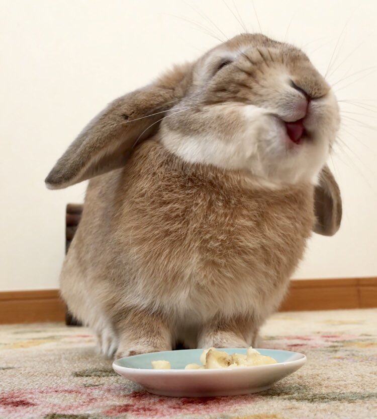 こんなに笑顔でバナナを食べるウサギがいるなんてｗその表情が可愛すぎるw 話題の画像プラス