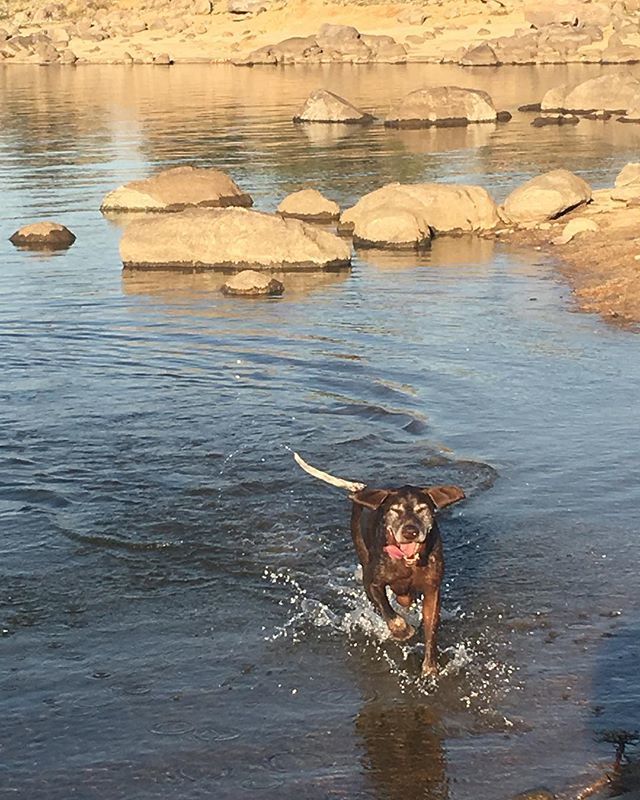 LoveOfJindabyne's tweet photo. One happy dog. Going for a swim this afternoon down near Curiosity Rocks. The best beach in Australia!! Dino😍
.
.
.
#DestinationJindabyne #ForTheLoveOfJindabyne #LoveJindy #SummerintheSnowies  #NatureGirl #100ThingsToDoInJindabyne #CountryHoliday #Se… https://t.co/KASguytbjC https://t.co/W9H3VNCehS