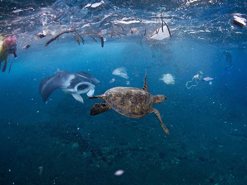 Onelesspieceofplastic tweet media