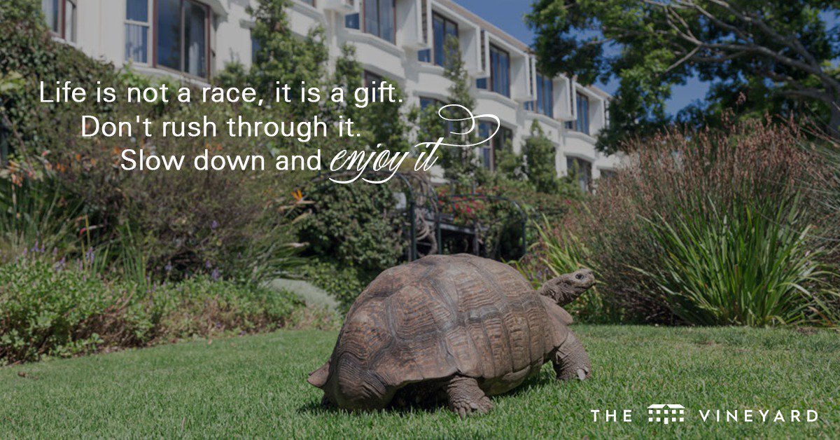 Vineyard_Hotel's tweet photo. Take it slow with us. https://t.co/9APjxeI9Vr