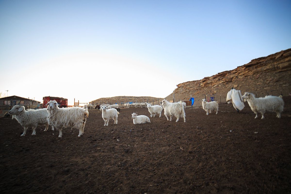 dshortey's tweet photo. The Waukazoo-Sandoval family sheep in Torreon, NM. This is one of my top 5 images I took during my trip to Torreon last December. 

I took this image with my new Rokinon FE14M-C 14mm F2.8 ultra wide lens that I got just days before I took this picture. I love this lens. #Navajo https://t.co/qLM13eYq7F