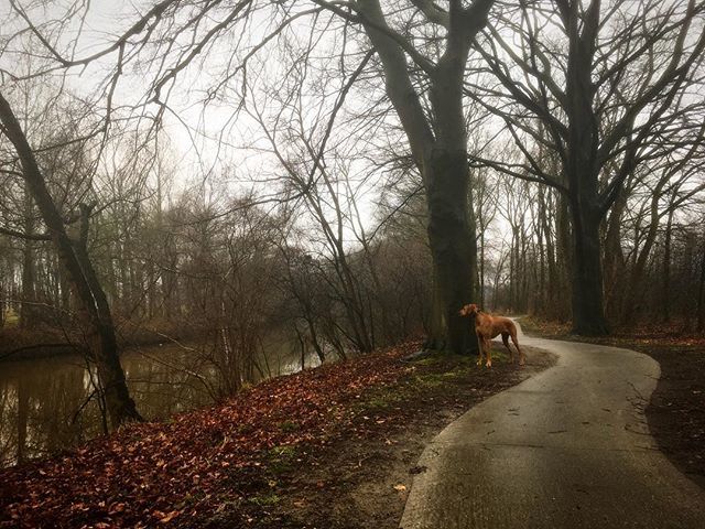 Het lijkt misschien een beetje niks: geen winter meer en ook nog niet echt lente. Maar ik kan blijven genieten van het uitzicht hier, wat voor weer het ook is. #genieten #hardlopen #langsdeRegge #enter #rijssen #wierden #metMaxie #rhodesian #rr #rhodesia… ift.tt/2GcZzx7