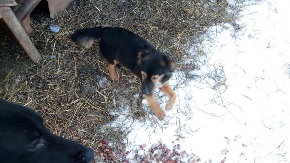 prijedoremergen's tweet photo. Cerchiamo #adozione o #stallo per questa cucciola che si trova in Bosnia. Charlotte circa 7/8 mesi 9 kg trovata investita a Prijedor (Bih) dalla nostra volontaria e portata in rifugio. L’Associazione si fa carico delle spese mediche per la zampa in caso sia di stallo o adozione https://t.co/NmiQCWBuAf