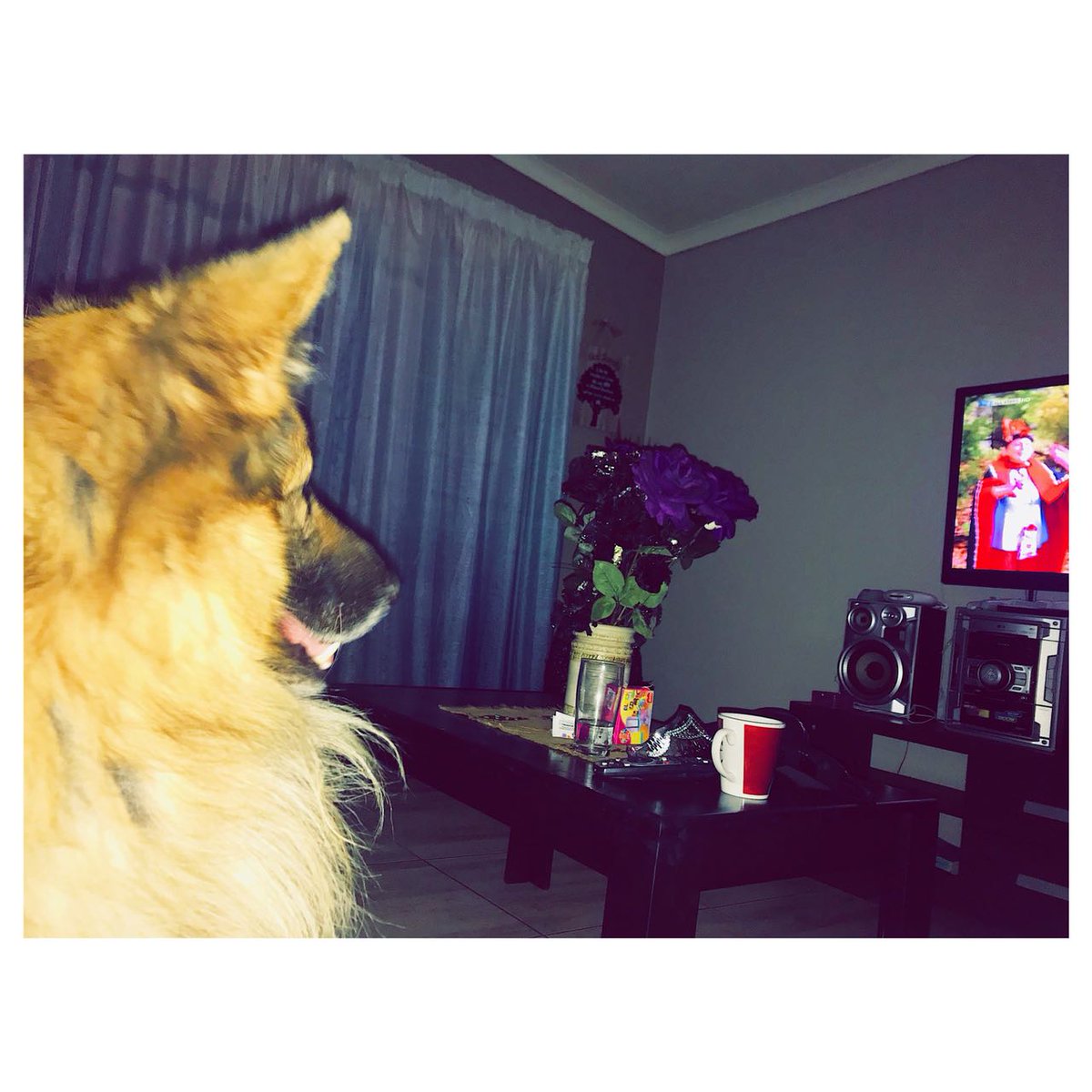 marie69jones's tweet photo. Alfie loves watching TV
#GermanShepherds #Alsations #dogs https://t.co/0SIcPysjd3