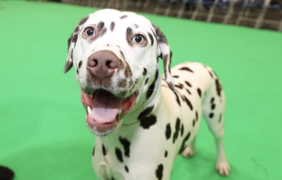 crufts dalmatian
