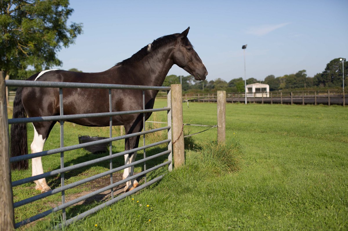 just_caballo's tweet photo. Looking forward to the sunshine like...... hurry up already!!
Who else is bored of the rain and snow already? #horseownerproblems #horserider #horse #horsebloggers #horselife #horsesofinstagram #horseriding https://t.co/Z4aNkqrR6d