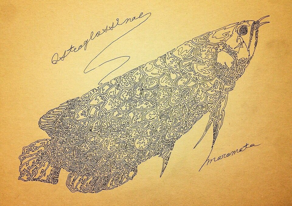 Kuma Moromoto 一筆書き 動物 キャラクター ポケモンetc 私の作品もっと沢山の人に広がれ祭り アナログ 一筆書き Singlestroke T Co mb9bx5fu Twitter