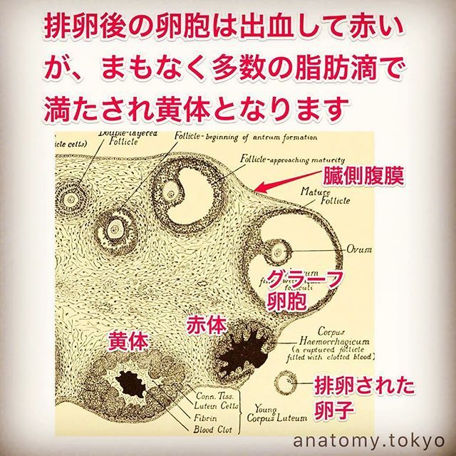 かずひろ先生 なるほど解剖学 Twitterissa 排卵後の卵胞は出血して赤いが まもなく多数の脂肪滴で満たされ となる 解答 黄体 排卵後の卵胞は出血して赤いが まもなく多数の脂肪滴と黄色い色素で満たされた大型の細胞の集団となり 黄体と呼ばれます 一 かずひろ先生 なるほど解剖学 Twitterissa 排卵後の卵胞は出血して赤いが まもなく多数の脂肪滴で満たされ となる 解答 黄体 排卵後の卵胞は出血して赤いが まもなく多数の脂肪滴と黄色い色素で満たされた大型の細胞の集団となり 黄体と呼ばれます 一