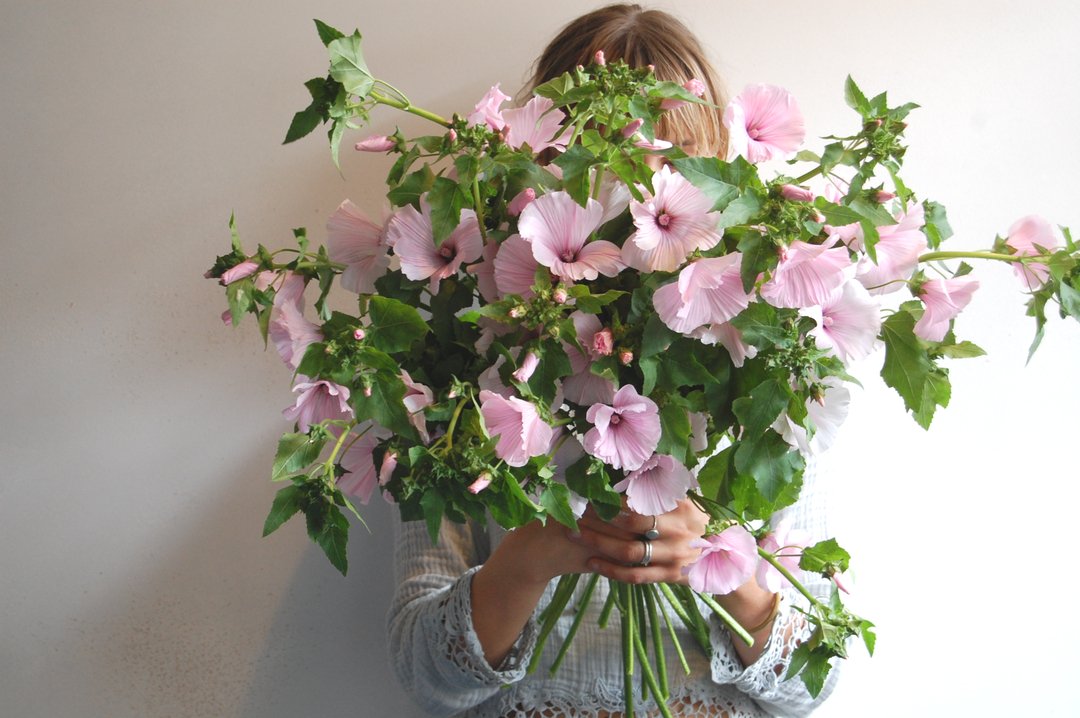 Mallow has to be one of our favourite early summer cut flowers. With it's lovely, big, bell shaped blooms we use it in almost all arrangements. This year we are going to grow mallow successionally so that we can have plenty throughout the summer for our weddings and workshops.