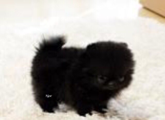 Klavdiyagdrs's tweet photo. Lil mommy monster
-Delilah https://t.co/XvpyOnf5qC