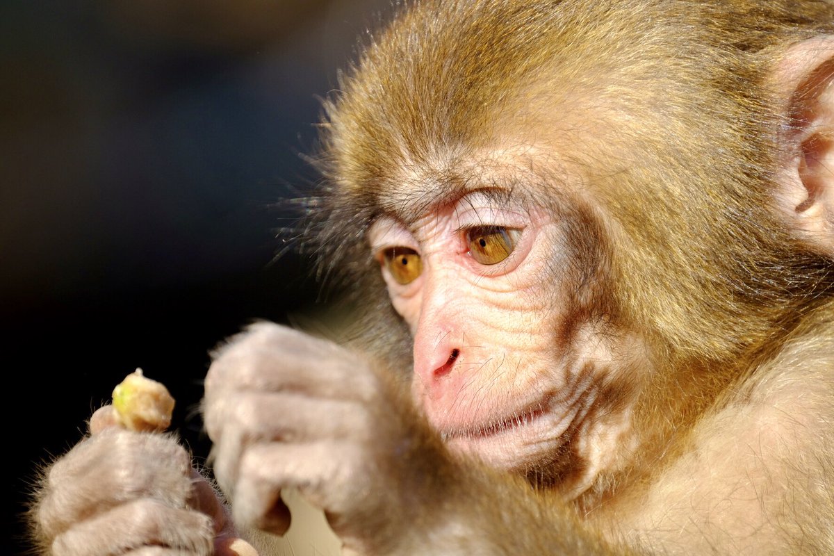 Celticbluestone's tweet photo. Relatable emotions, feelings and character from these lovable wild Japanese Macaque or Snow Monkeys 
#naturelovers #Photography #Japan #wildlifephotography #travel #monkeys https://t.co/4zYPyTPpit