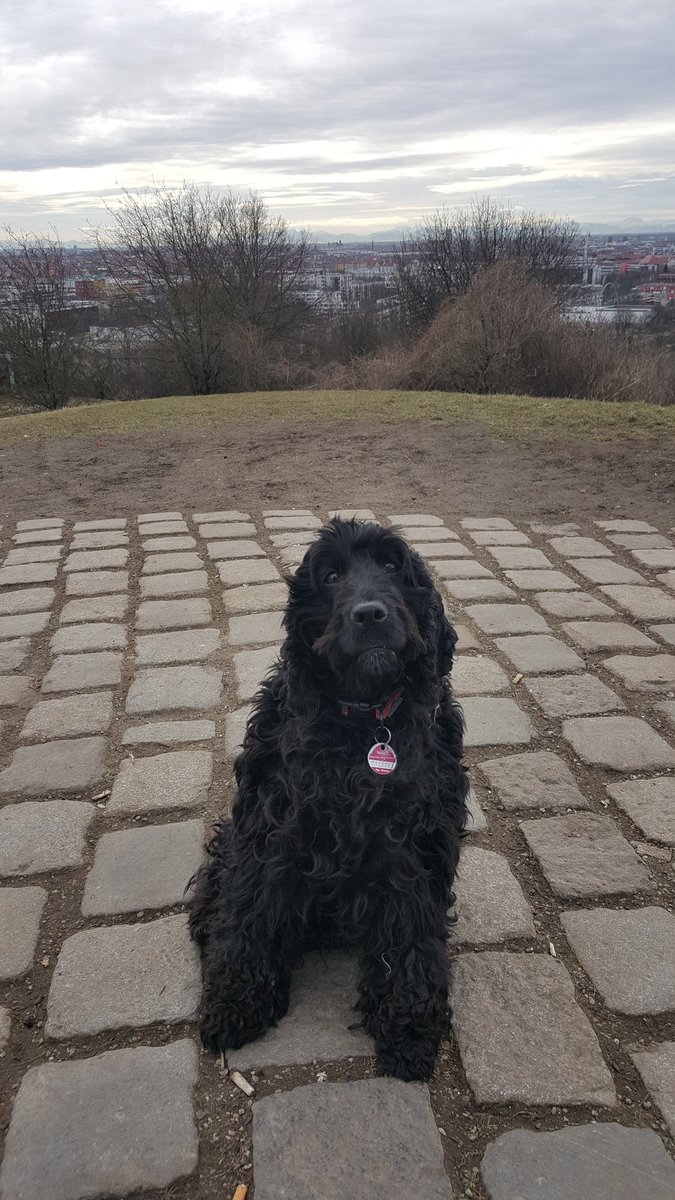 DeanPower1's tweet image. Magic Flute #3 tonight. Ivy probably wouldn't make the cut to be one of the wild animals... Toi toi toi everyone involved. #3isthemagicnumber @Gaertnertheater @irlembberlin