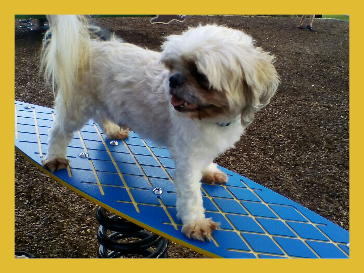 Chewey De'Pooch tweet media