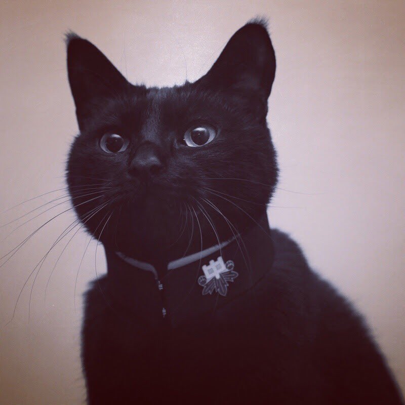 ねこまとめ 卒業シーズン にゃんこの学ラン衿首輪が可愛すぎる Togetter ねこまとめ 卒業シーズン にゃんこの学ラン衿首輪が可愛すぎる Togetter