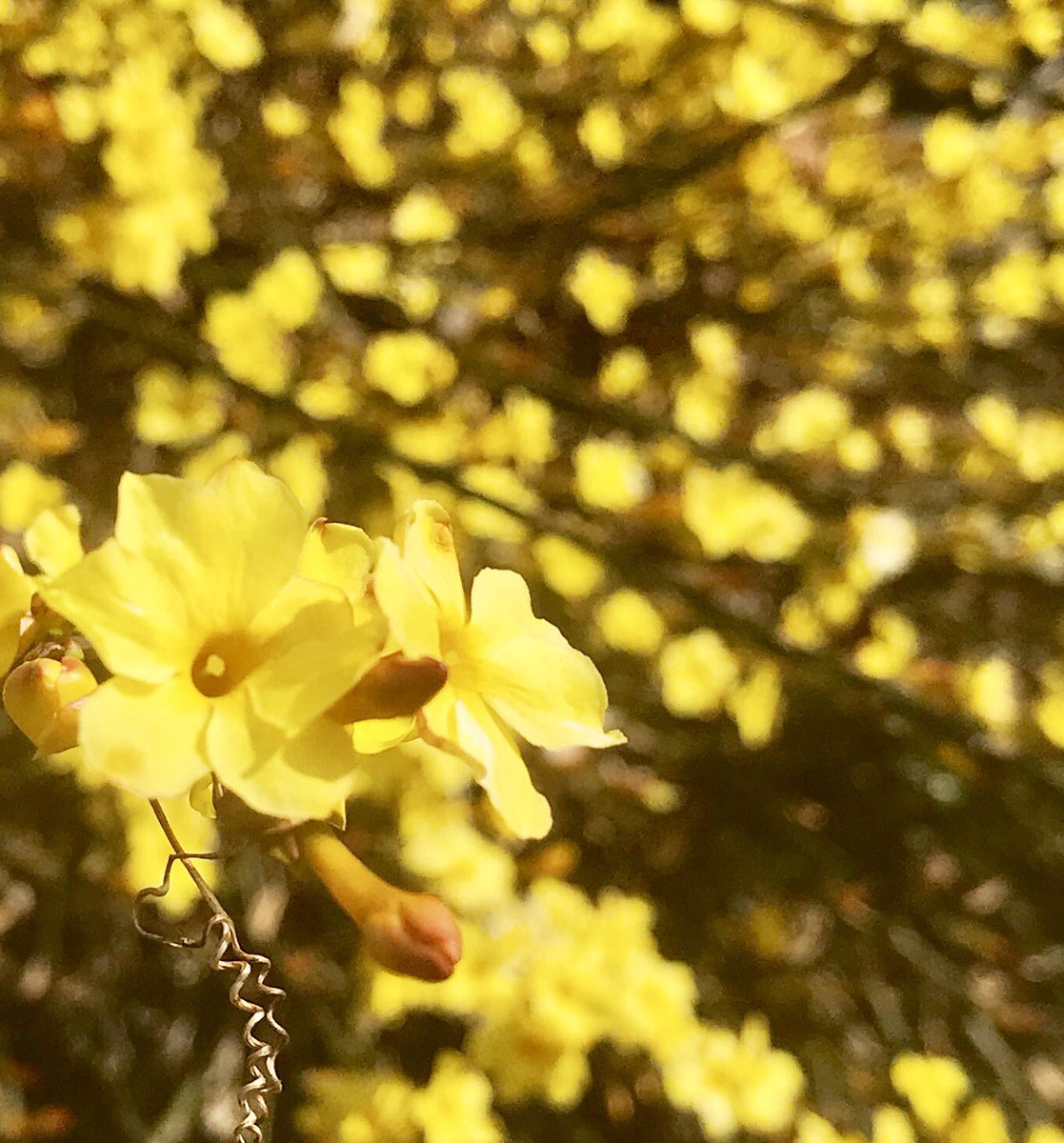 華咲 On Twitter 黄梅 迎春花 Jasminum Undiflrum Winter Jasmine モクセイ科ソケイ属 花言葉 恩恵 優美