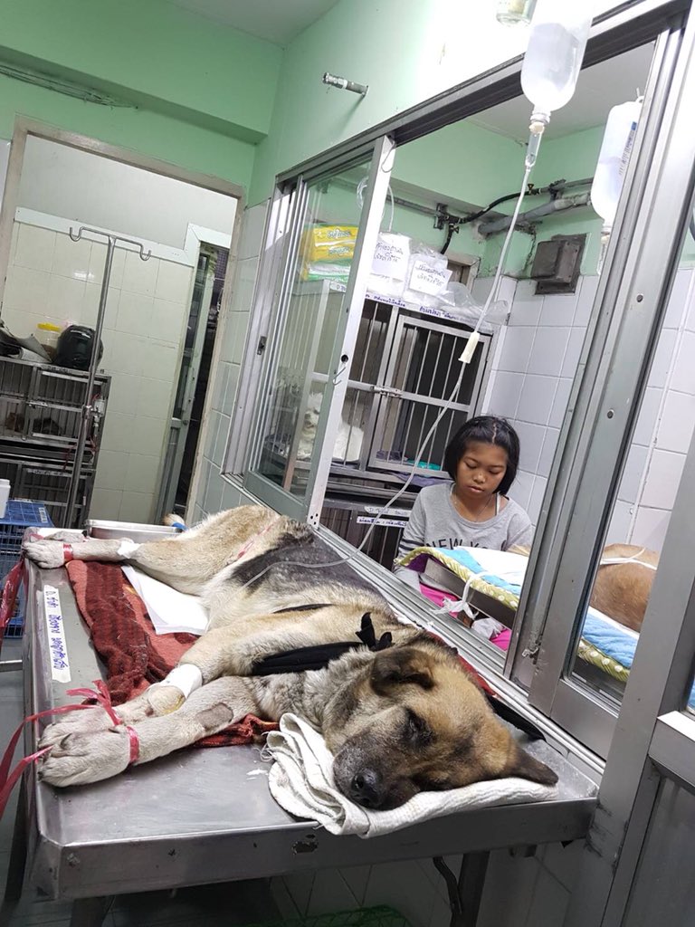 judgejudd's tweet photo. ช่วยด้วยครับ ชาดำป่วยโรคไต มดลูกอักเสบ เลือดจาง ภาวะเม็ดเลือดขาวสูงอาจช็อกและเสียชีวิตเฉียบพลัน ต้องการเลือดน้องหมาที่มีน้ำหนักมากกว่า20กก. อายุไม่เกิน7ปี ถ้ามีประวัติฉีควัคซีนครบจะดีมาก ติดต่อรพ.สัตว์ รามอินทรา กม.8 คันนายาว กทม.
โทร.025105439 0841025222 0924311665 https://t.co/oAbSpXU1bf