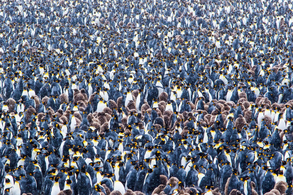 BergAtSea's tweet photo. Busy day on Salsbury Plain, home to about 60 000 pairs King #Penguins. Snow is falling, and the winter is coming to South Georgia. #SeabirderSaturday https://t.co/oSaLUOIsot