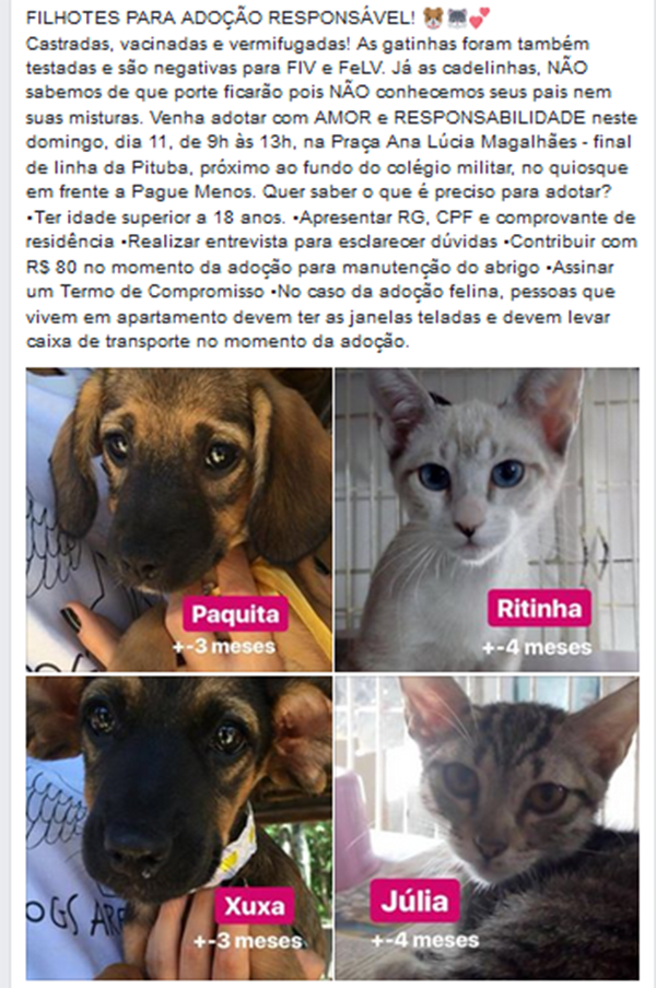 abrigoSFA's tweet photo. >> FILHOTES PARA ADOÇÃO RESPONSÁVEL! <<
Venha #adotar com #AMOR e RESPONSABILIDADE neste #Domingo, dia 11, de 9h às 13h, na Praça Ana Lúcia Magalhães - final de linha da Pituba, próximo ao fundo do colégio militar, no quiosque em frente a Pague Menos.
( Salvador-Bahia ) https://t.co/3I2lKoqCWQ