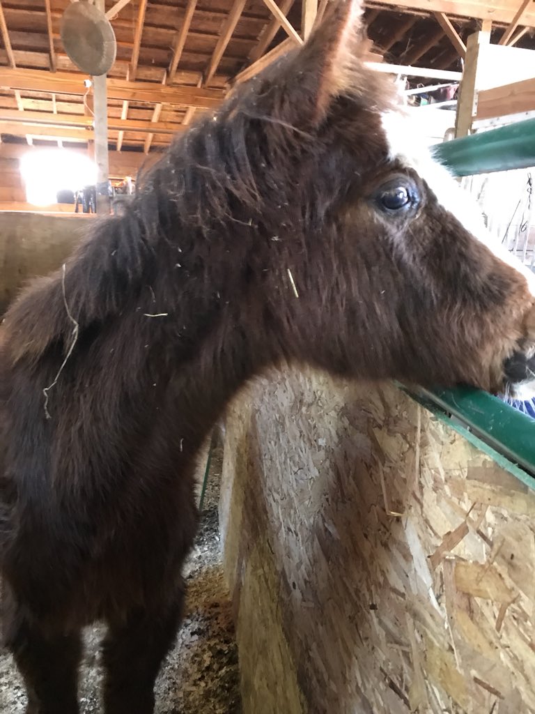 StarryAnd's tweet photo. This little one is waiting to see all of you https://t.co/S2jXzd8klz