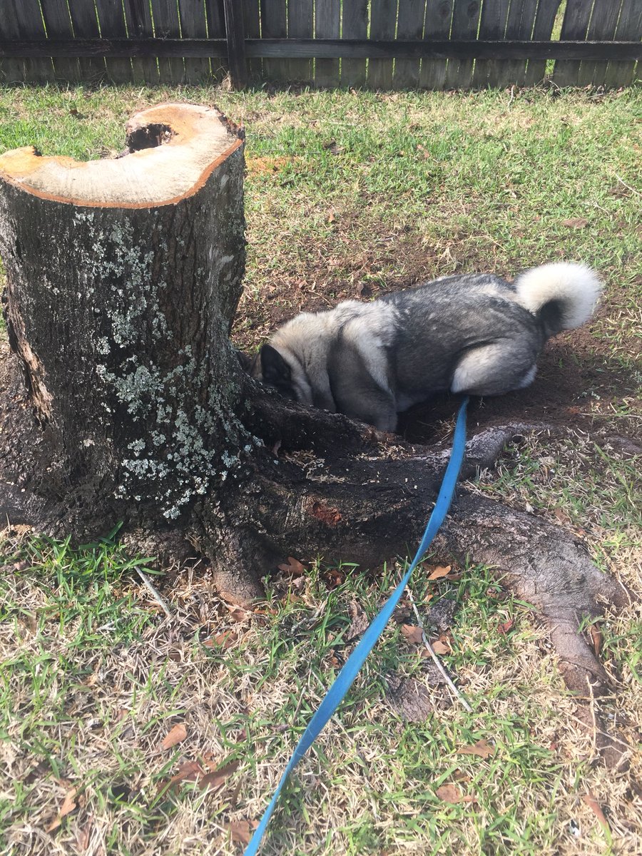 batsandsharks's tweet photo. #thatssoruna starting her morning looking for a #squirrelsnack. #huntressatwork #morninghunt #norwegianelkhound https://t.co/JNWcNVSJd7